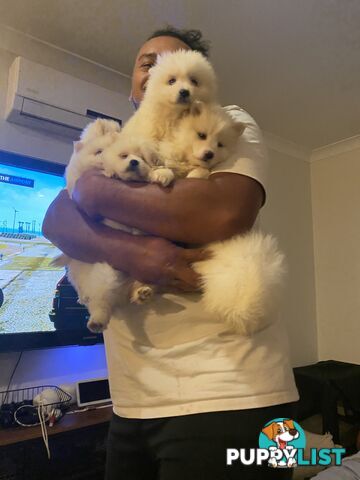 Japanese Spitz Puppies