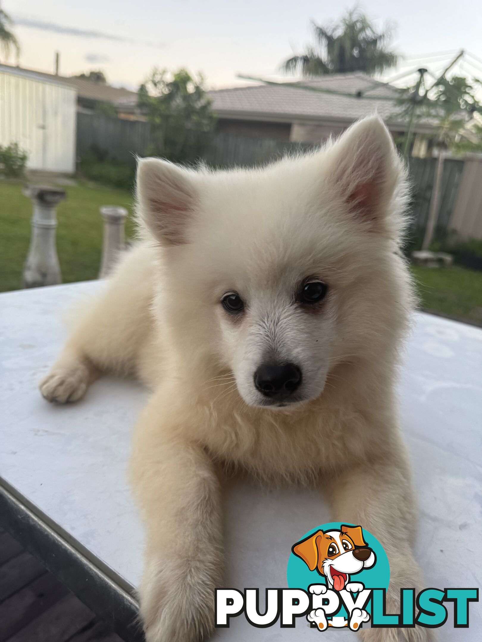 Japanese Spitz Puppies