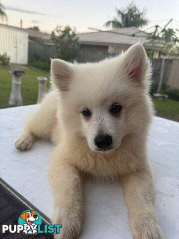 Japanese Spitz Puppies