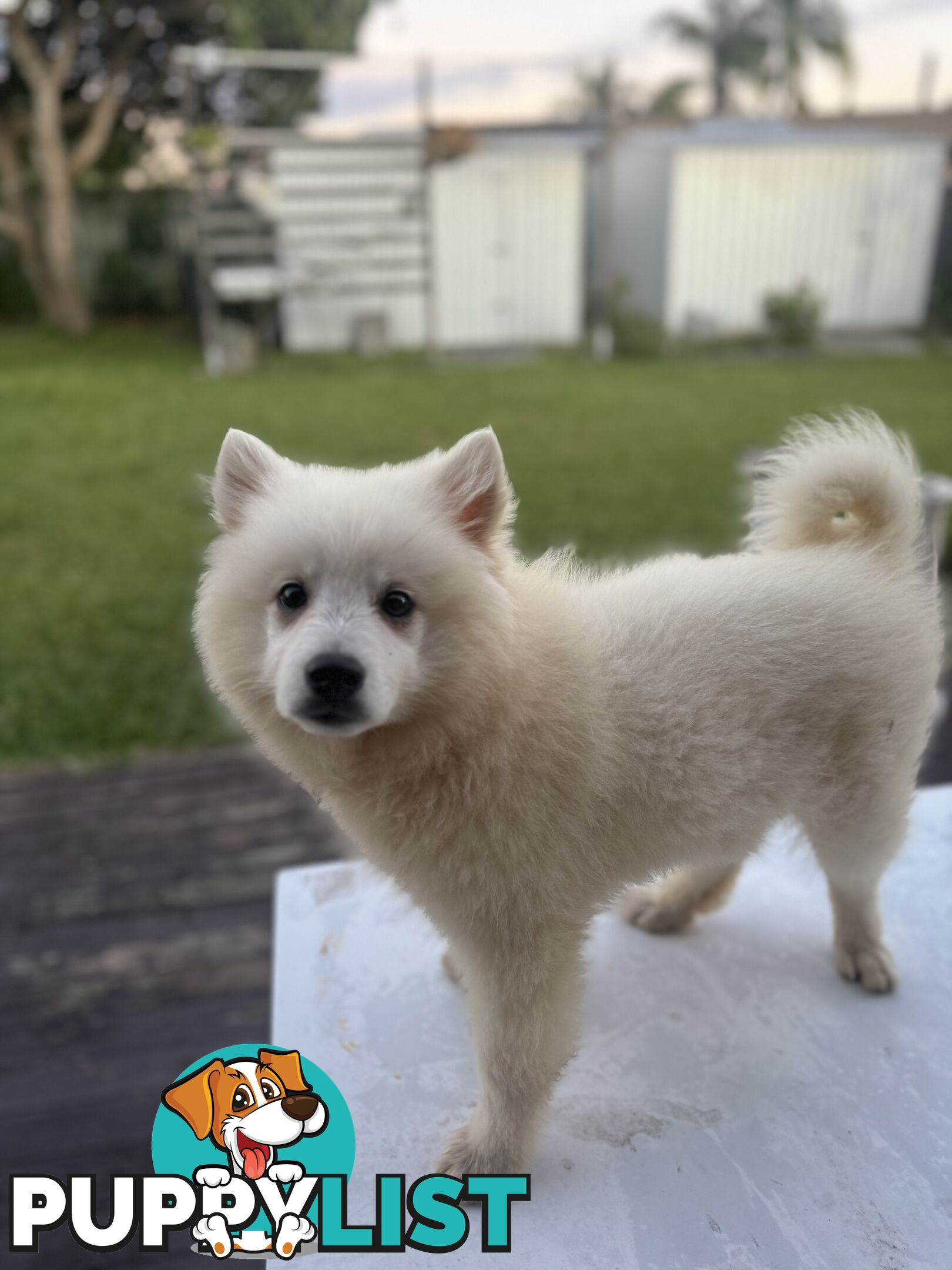 Japanese Spitz Puppies