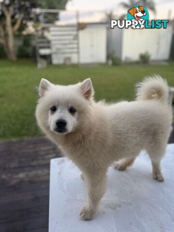 Japanese Spitz Puppies