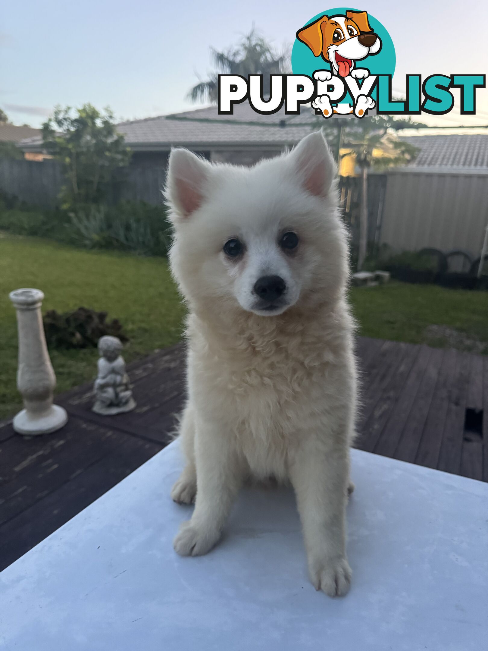 Japanese Spitz Puppies