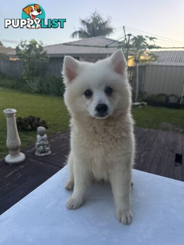 Japanese Spitz Puppies