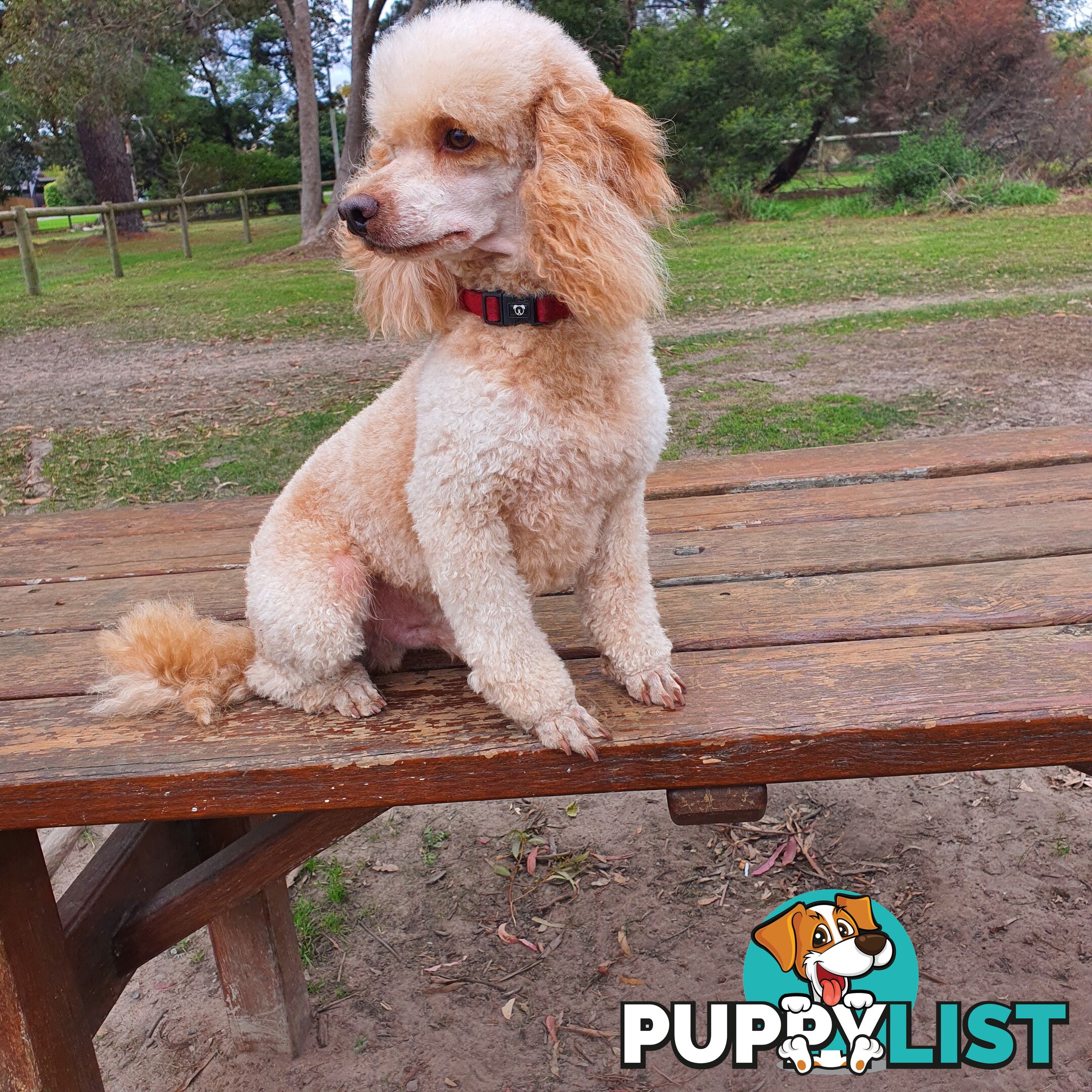 MINI POODLE FOR STUD, DNA CLEAR, HIP/ELBOW SCORED.