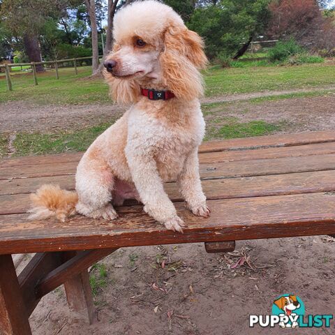 MINI POODLE FOR STUD, DNA CLEAR, HIP & ELBOW SCORED.