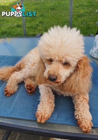 MINI POODLE FOR STUD, DNA CLEAR, HIP/ELBOW SCORED.