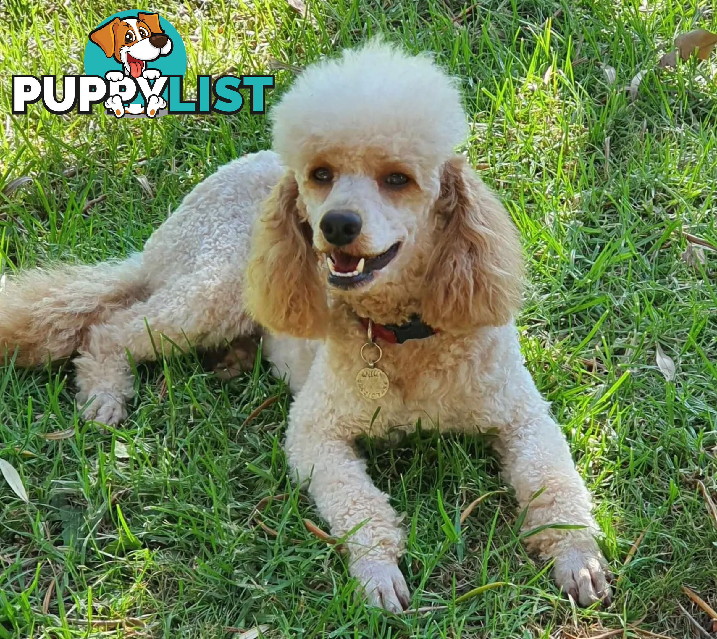 MINI POODLE STUD DOG. DNA CLEAR, HIP AND ELBOW SCORED
