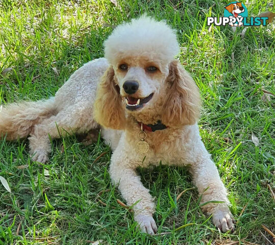 MINI POODLE STUD DOG. DNA CLEAR, HIP AND ELBOW SCORED