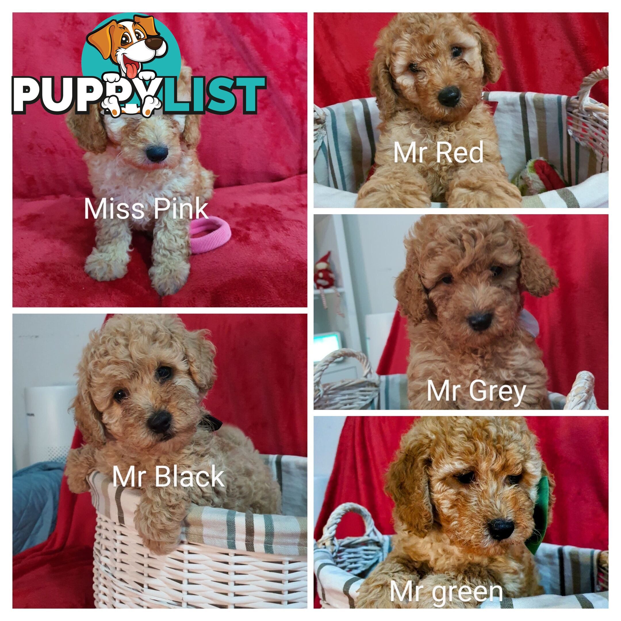 MINI POODLE STUD DOG. DNA CLEAR, HIP AND ELBOW SCORED