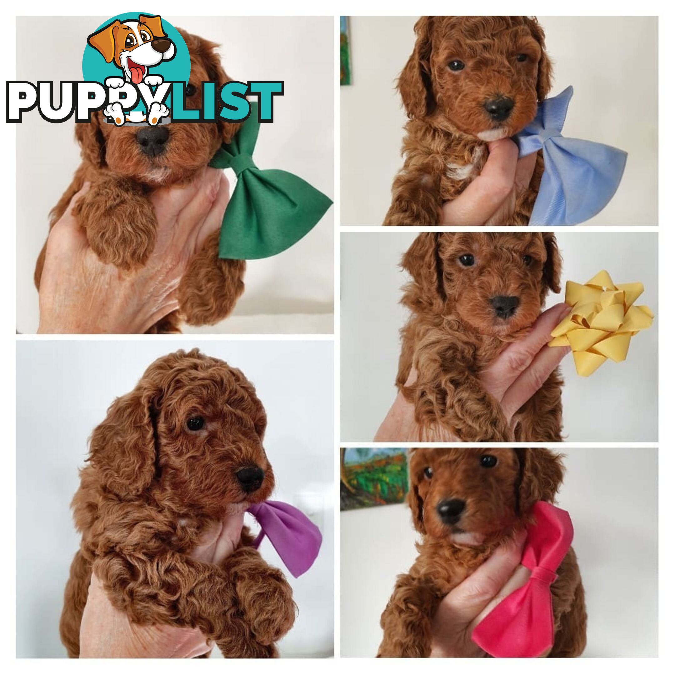 MINI POODLE STUD DOG. DNA CLEAR, HIP AND ELBOW SCORED