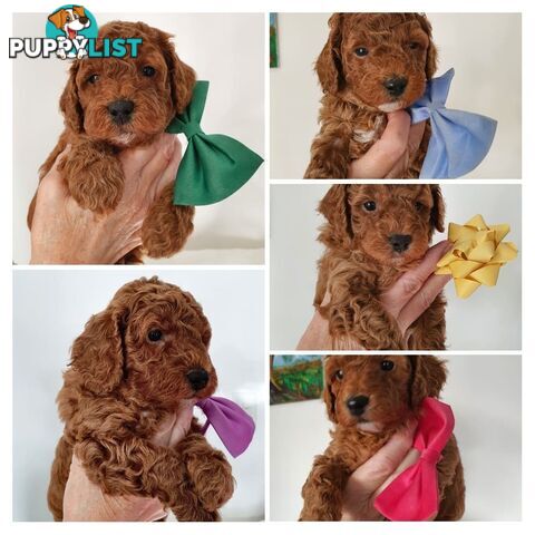MINI POODLE STUD DOG. DNA CLEAR, HIP AND ELBOW SCORED