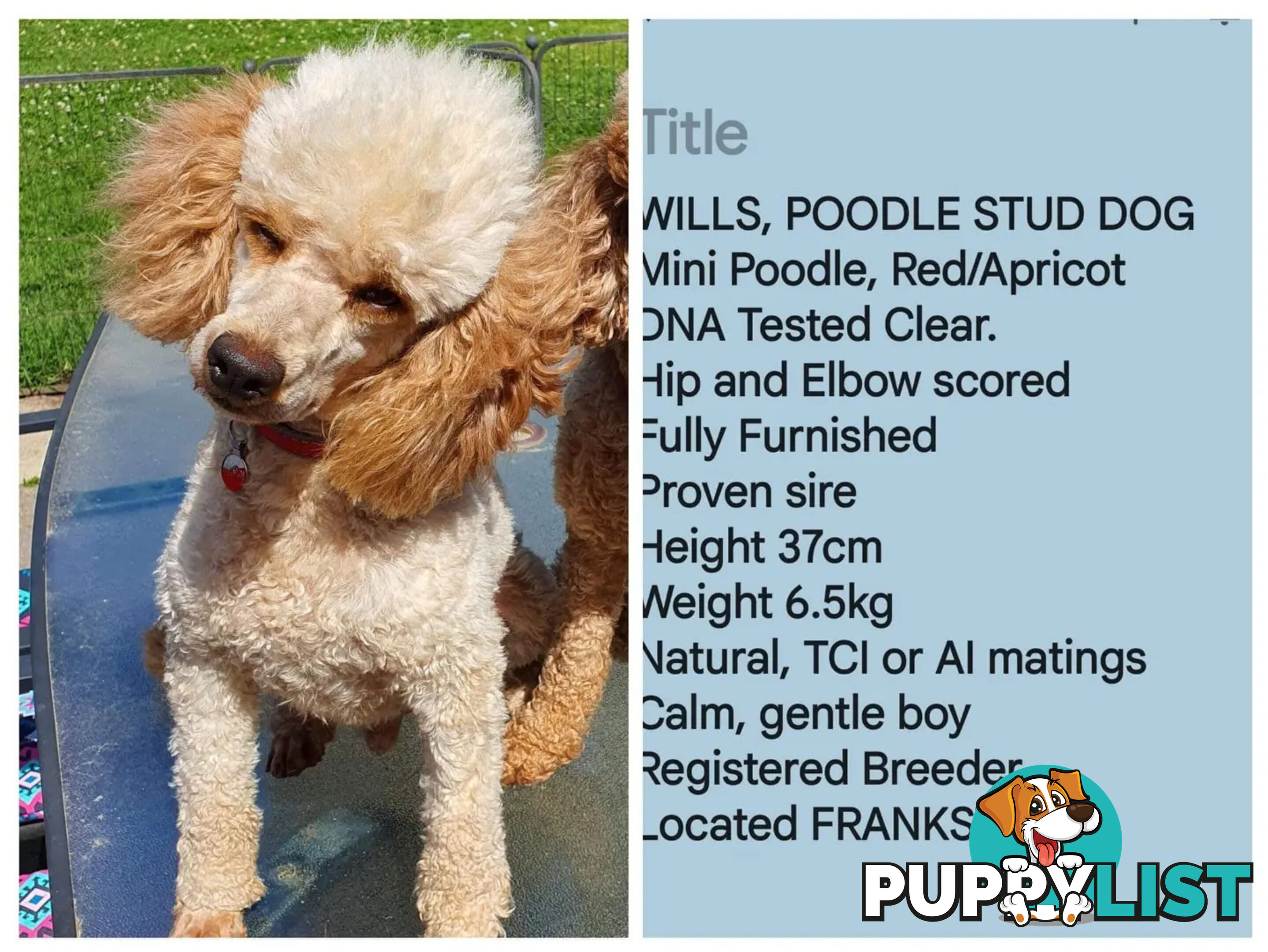 MINI POODLE STUD DOG. DNA CLEAR, HIP AND ELBOW SCORED
