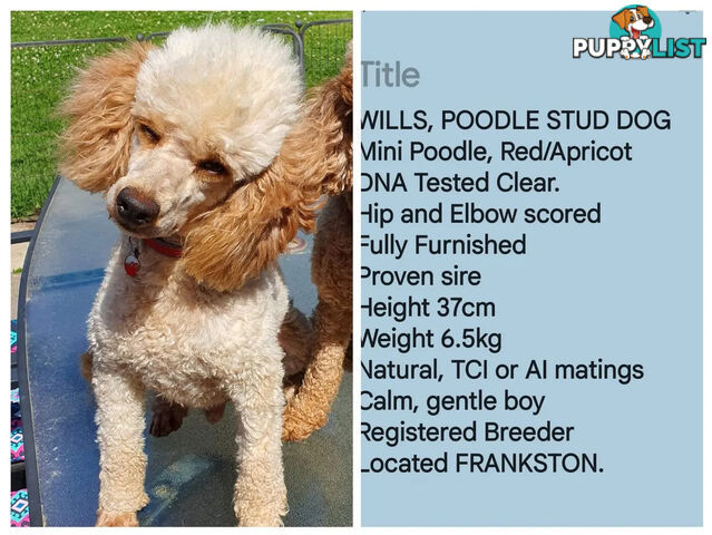 MINI POODLE STUD DOG. DNA CLEAR, HIP AND ELBOW SCORED