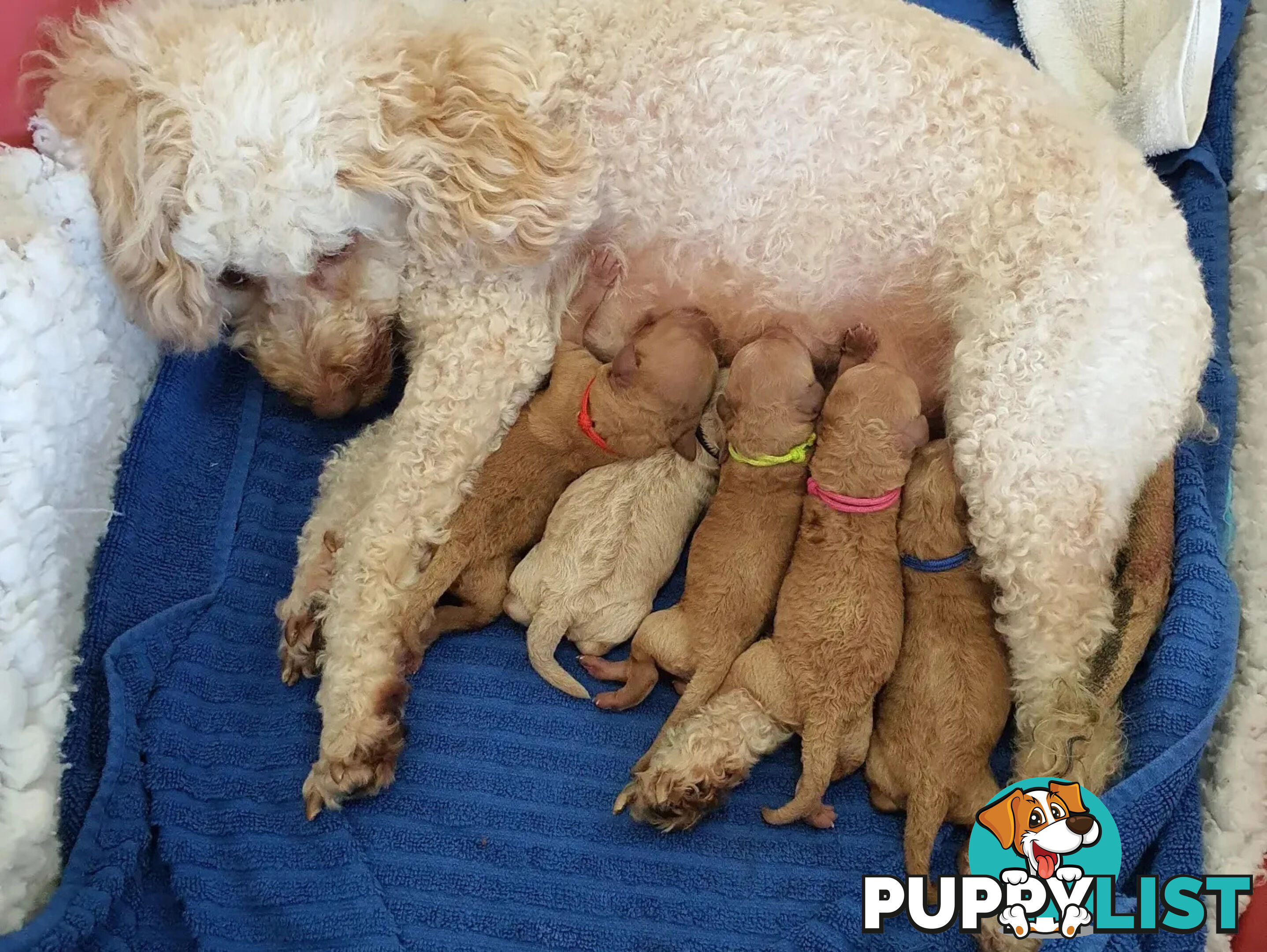 MINI POODLE STUD DOG. DNA CLEAR, HIP AND ELBOW SCORED