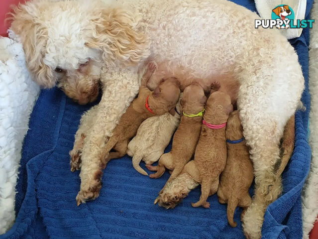 MINI POODLE STUD DOG. DNA CLEAR, HIP AND ELBOW SCORED