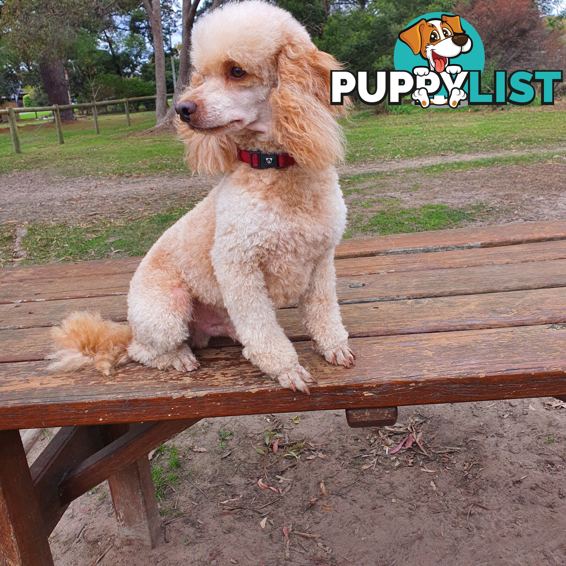 MINI POODLE STUD DOG. DNA CLEAR, HIP AND ELBOW SCORED