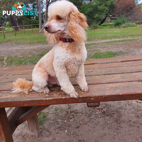 MINI POODLE STUD DOG. DNA CLEAR, HIP AND ELBOW SCORED