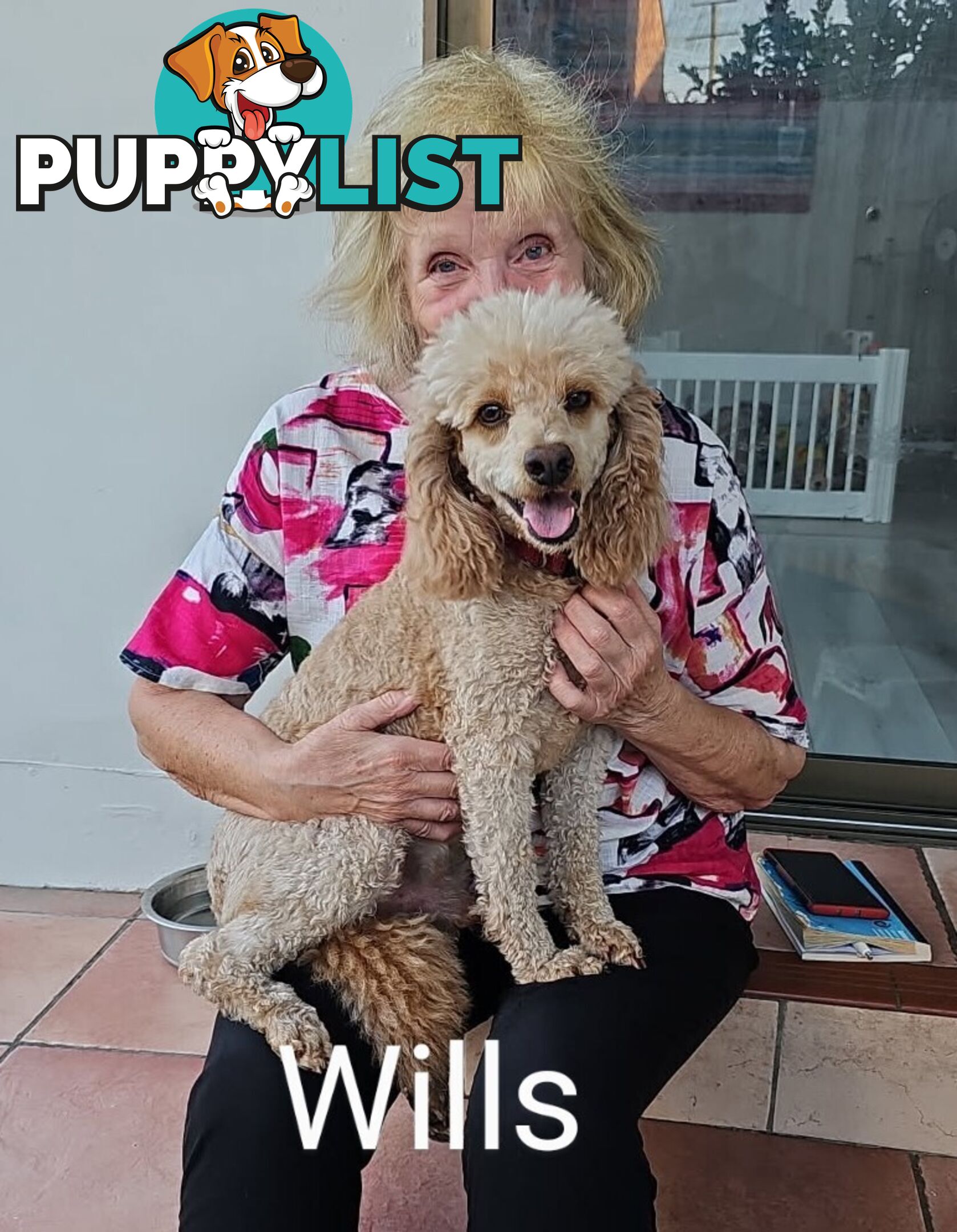 MINI POODLE STUD DOG. DNA CLEAR, HIP AND ELBOW SCORED