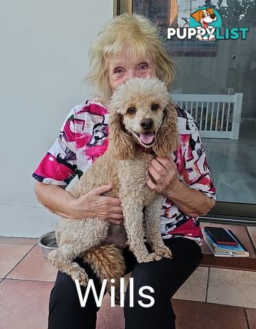 MINI POODLE STUD DOG. DNA CLEAR, HIP AND ELBOW SCORED