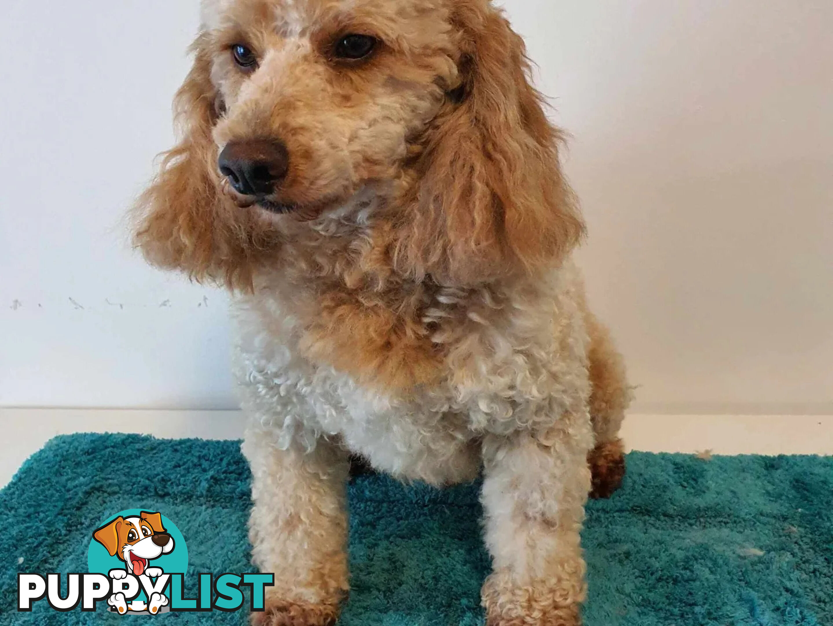 MINI POODLE STUD DOG. DNA CLEAR, HIP AND ELBOW SCORED