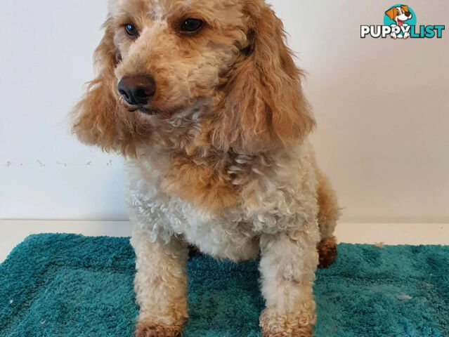 MINI POODLE STUD DOG. DNA CLEAR, HIP AND ELBOW SCORED