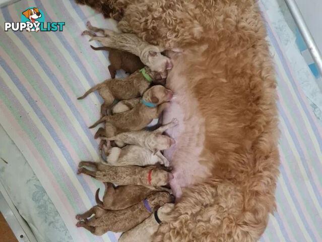 MINI POODLE STUD DOG. DNA CLEAR, HIP AND ELBOW SCORED