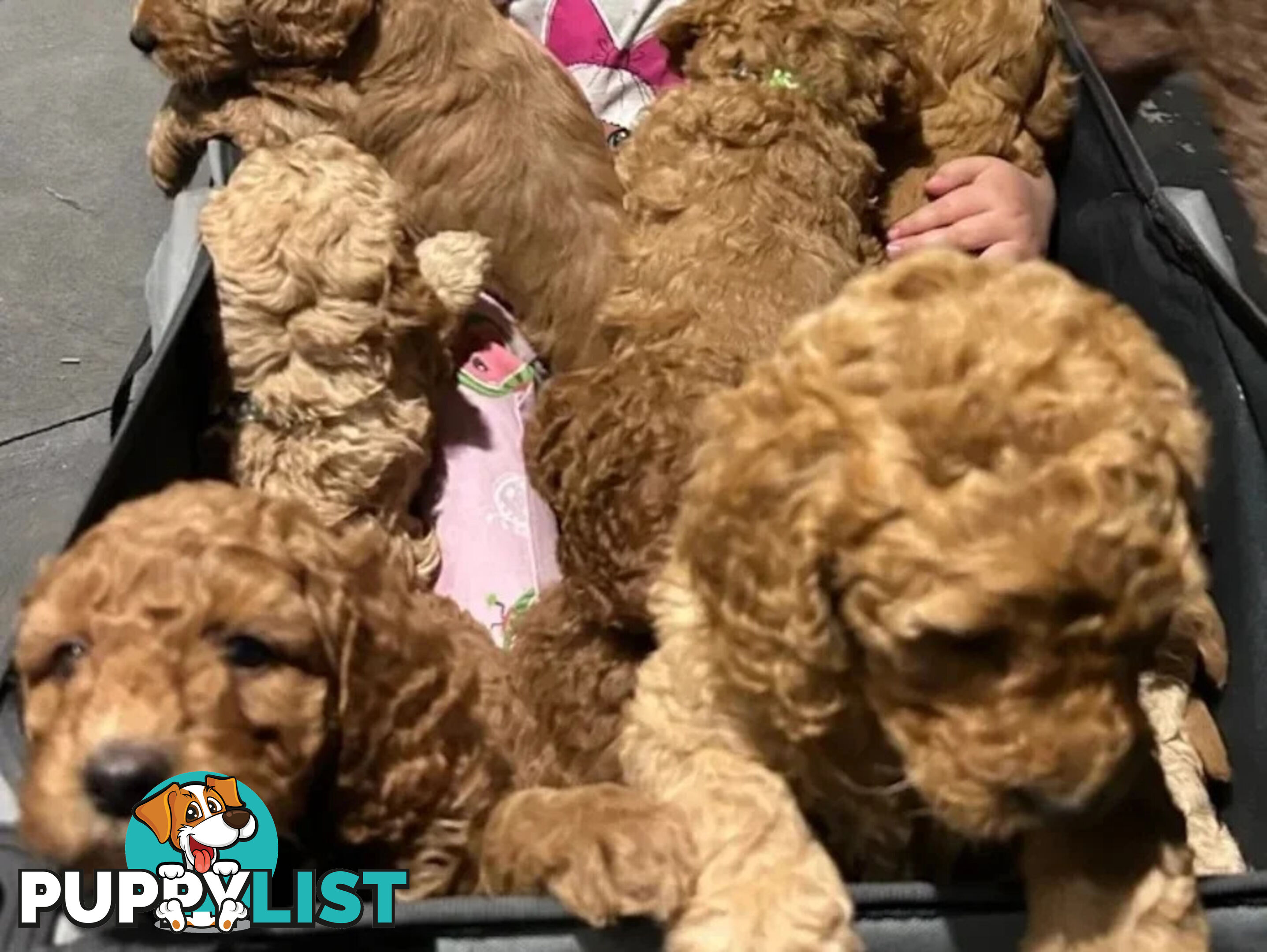 MINI POODLE STUD DOG. DNA CLEAR, HIP AND ELBOW SCORED