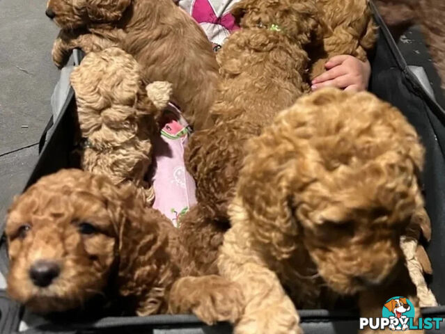 MINI POODLE STUD DOG. DNA CLEAR, HIP AND ELBOW SCORED