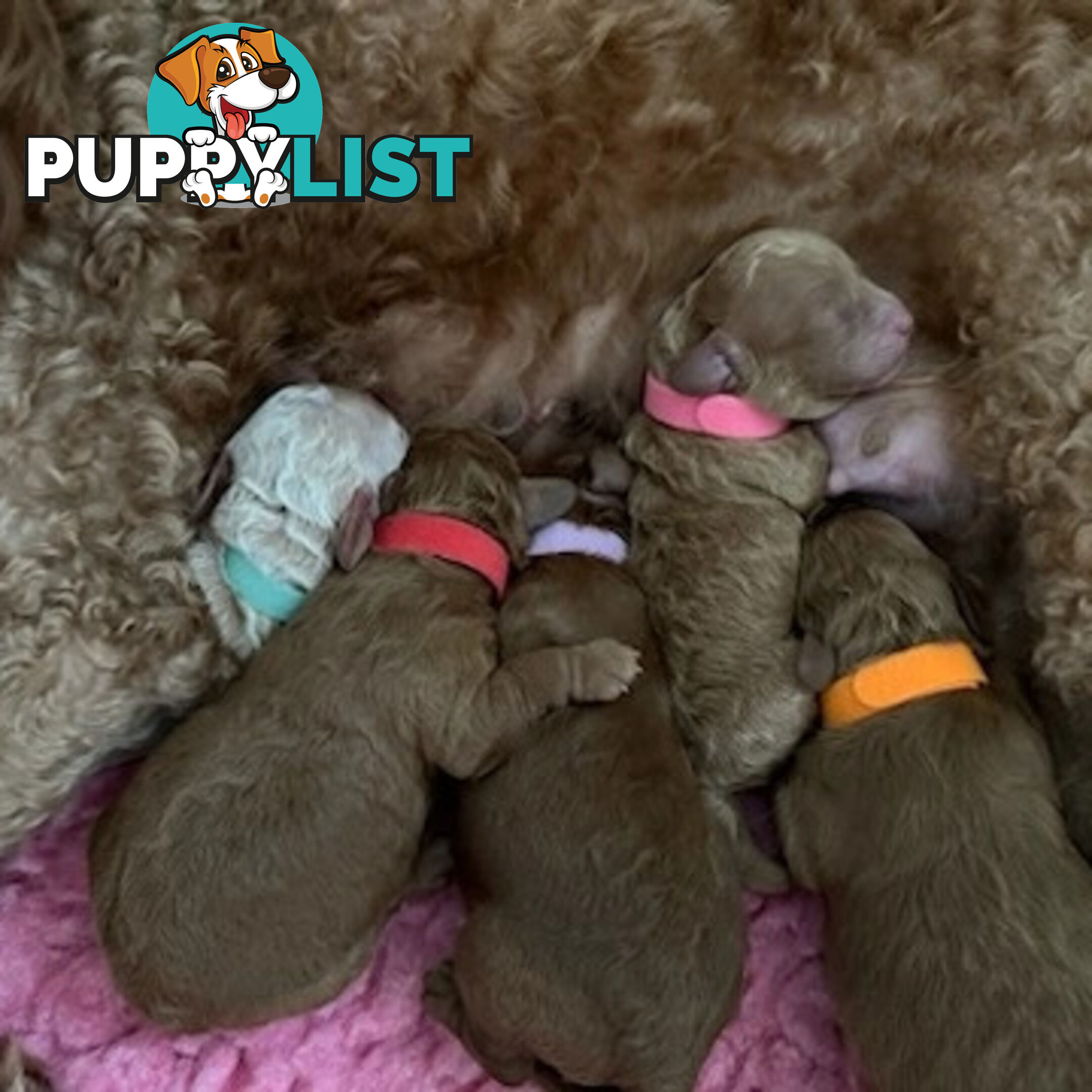 MINI POODLE STUD DOG. DNA CLEAR, HIP AND ELBOW SCORED