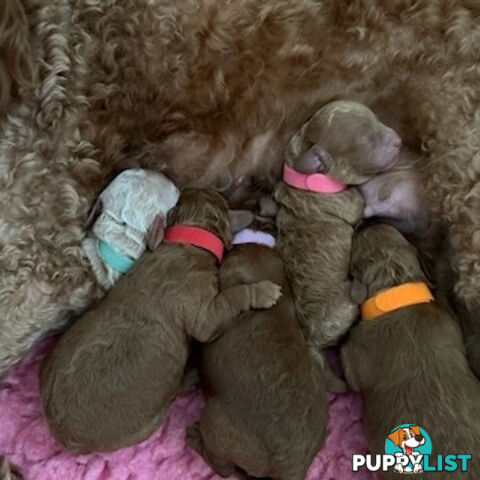MINI POODLE STUD DOG. DNA CLEAR, HIP AND ELBOW SCORED