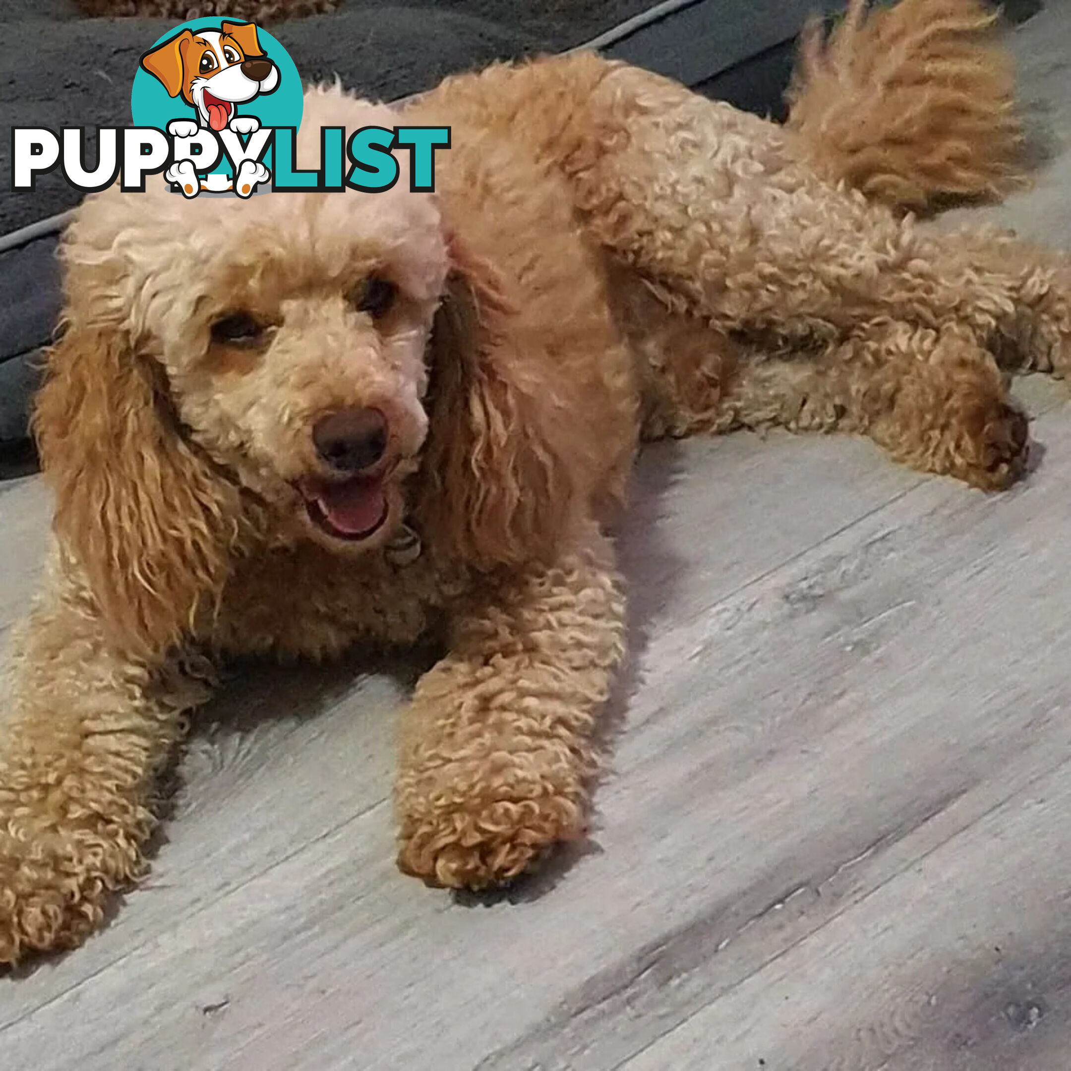 MINI POODLE STUD DOG. DNA CLEAR, HIP AND ELBOW SCORED