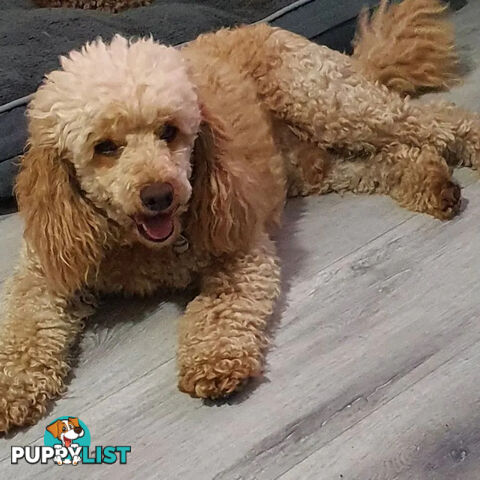 MINI POODLE STUD DOG. DNA CLEAR, HIP AND ELBOW SCORED