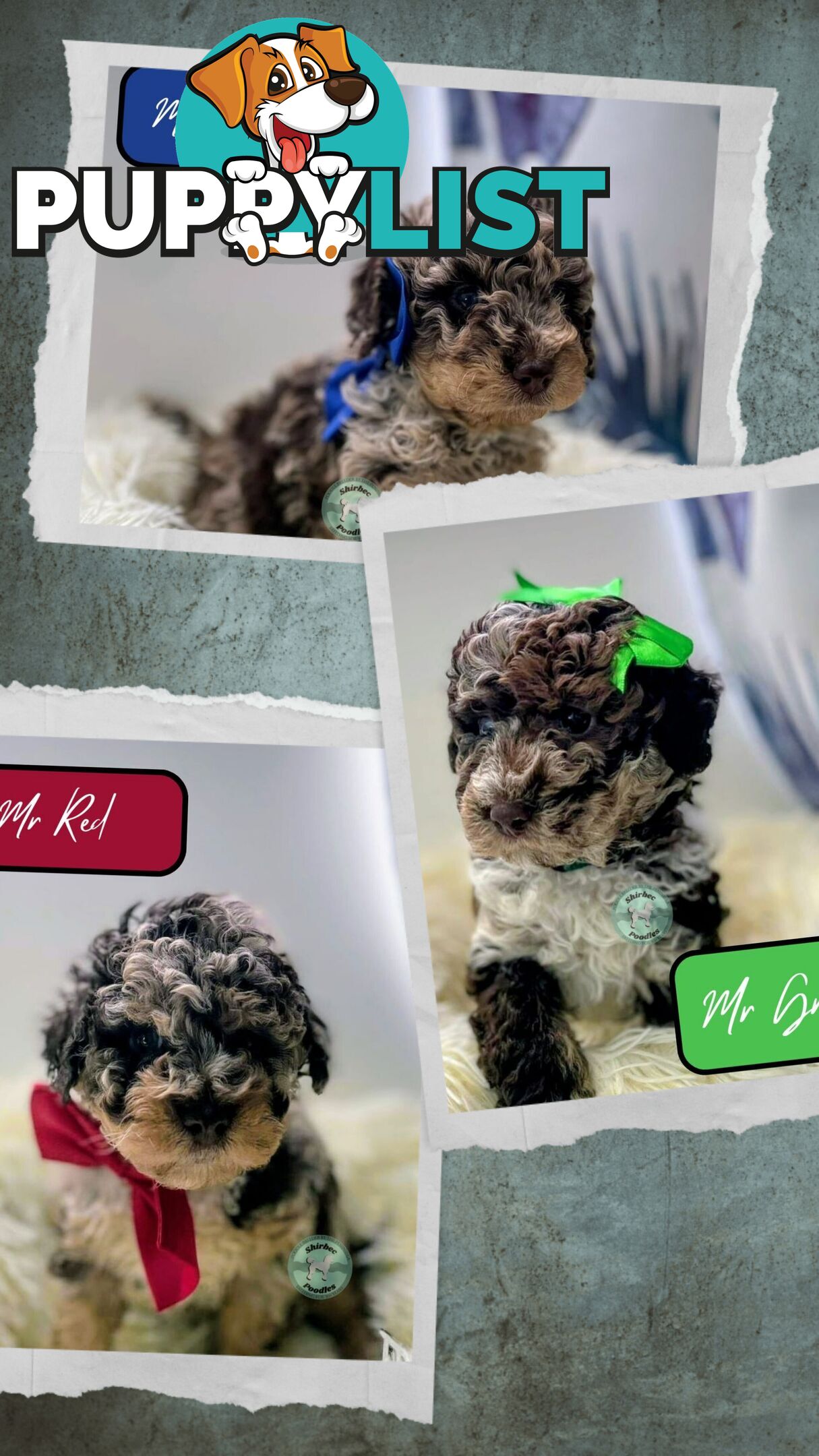 READY NOW, MINI POODLE PUPPIES, DNA CLEAR PARENTS