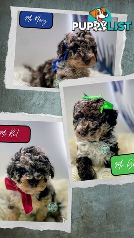 READY NOW, MINI POODLE PUPPIES, DNA CLEAR PARENTS