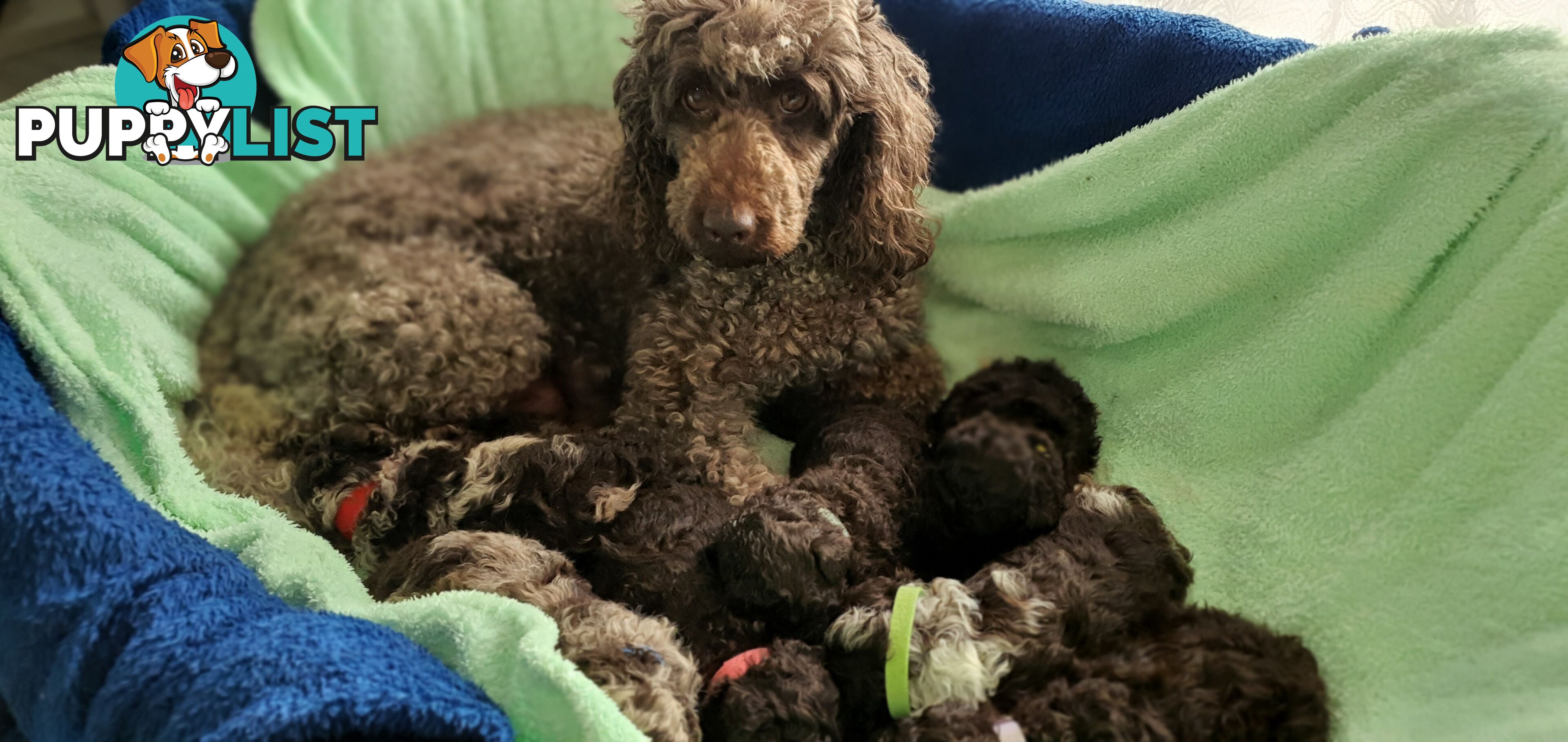 READY NOW, MINI POODLE PUPPIES, DNA CLEAR PARENTS