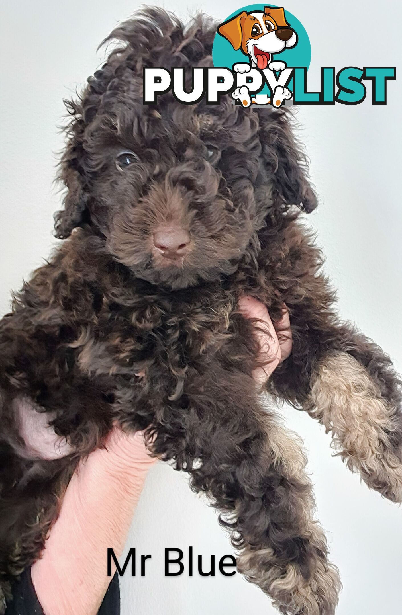 READY NOW, MINI POODLE PUPPIES, DNA CLEAR PARENTS