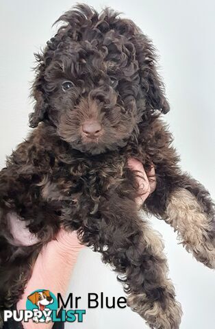 READY NOW, MINI POODLE PUPPIES, DNA CLEAR PARENTS