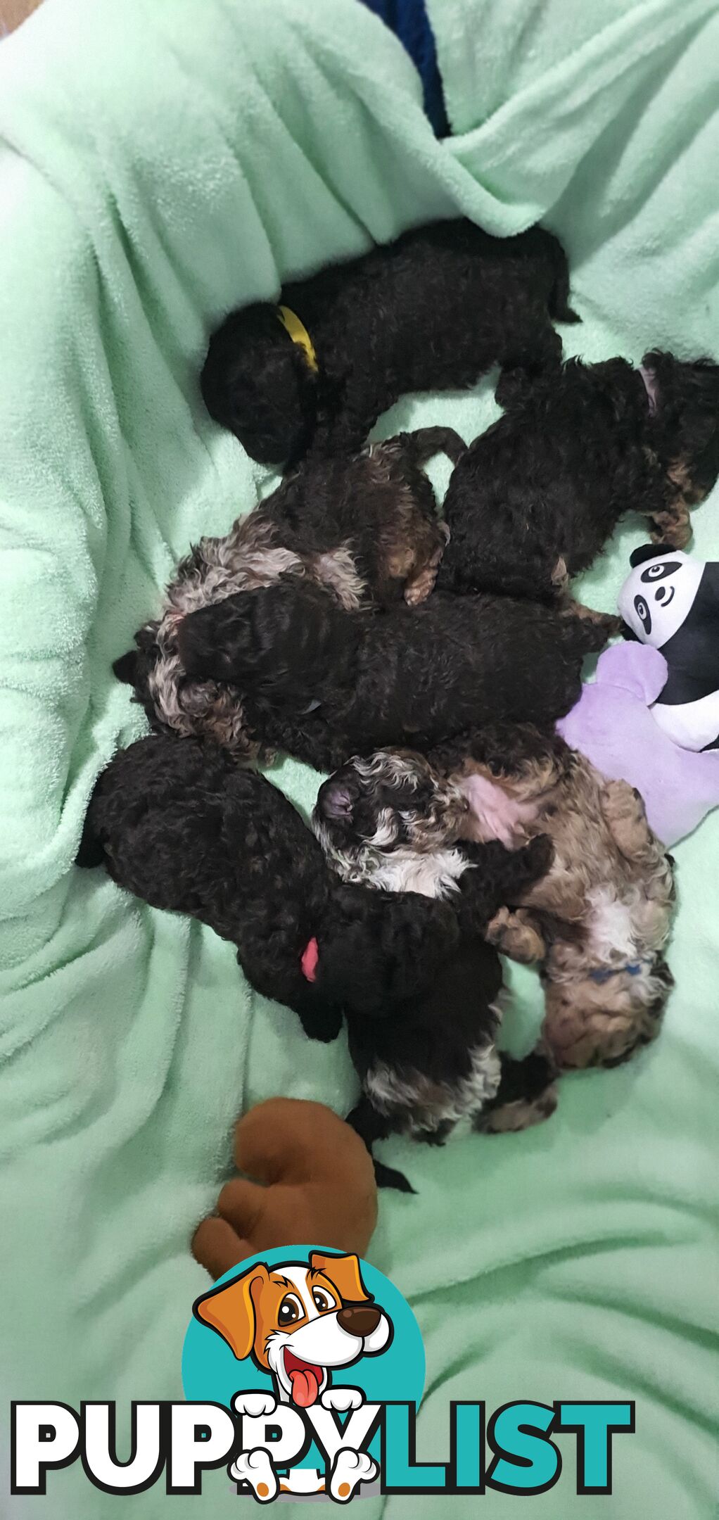 READY NOW, MINI POODLE PUPPIES, DNA CLEAR PARENTS