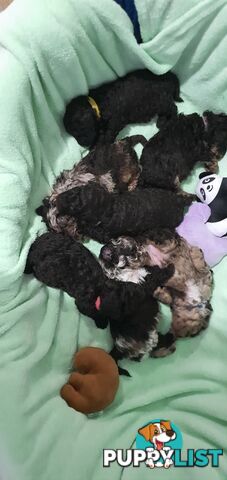 READY NOW, MINI POODLE PUPPIES, DNA CLEAR PARENTS