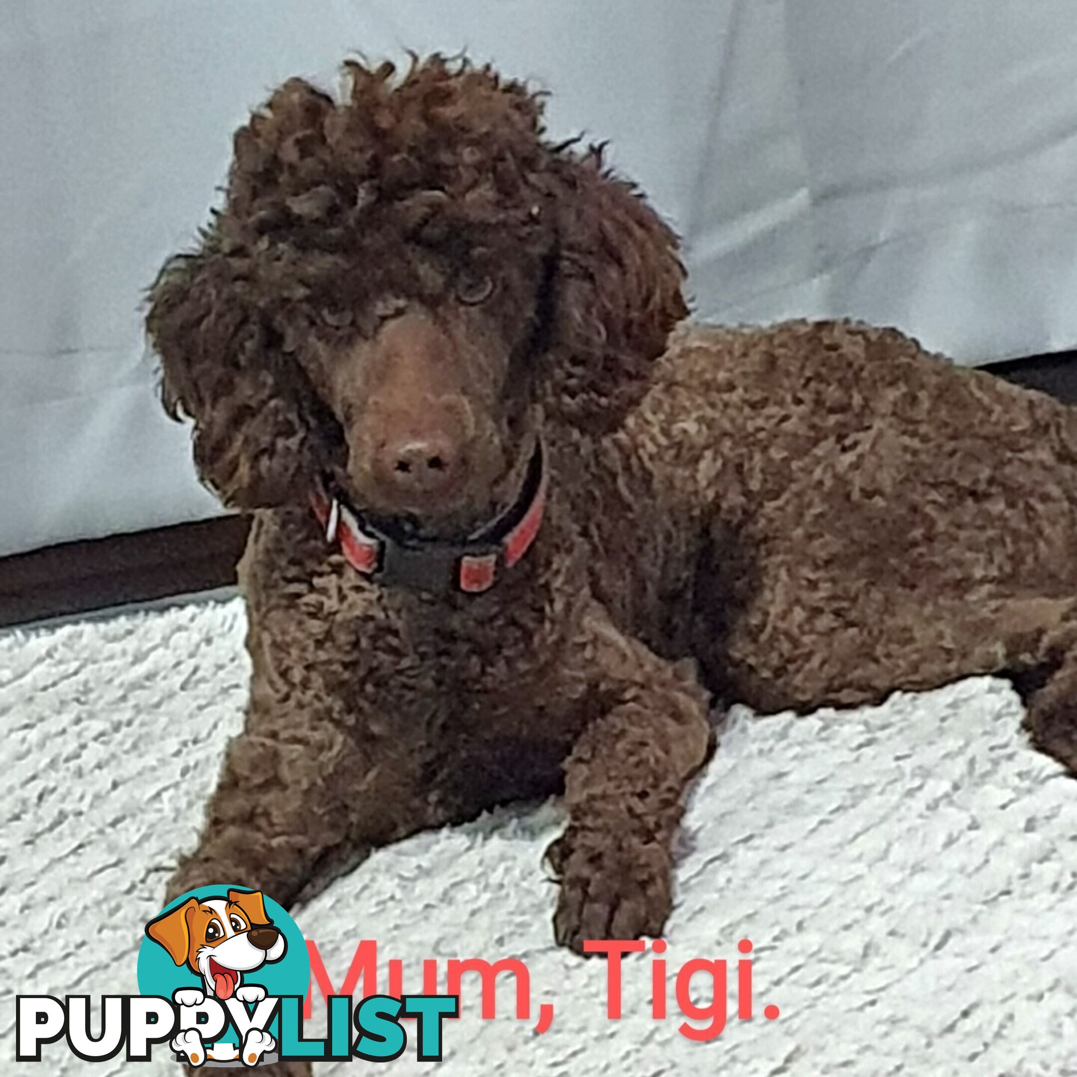 READY NOW, MINI POODLE PUPPIES, DNA CLEAR PARENTS