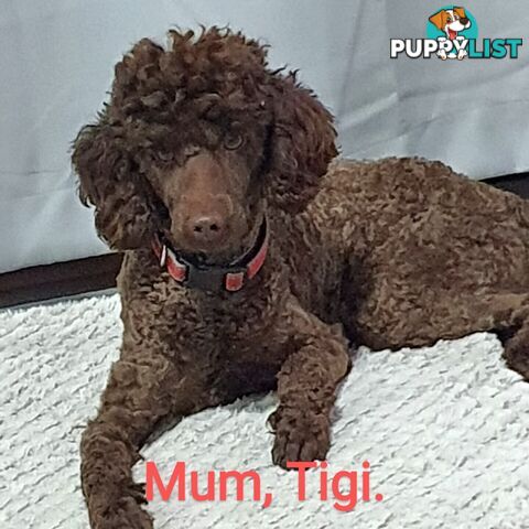 READY NOW, MINI POODLE PUPPIES, DNA CLEAR PARENTS