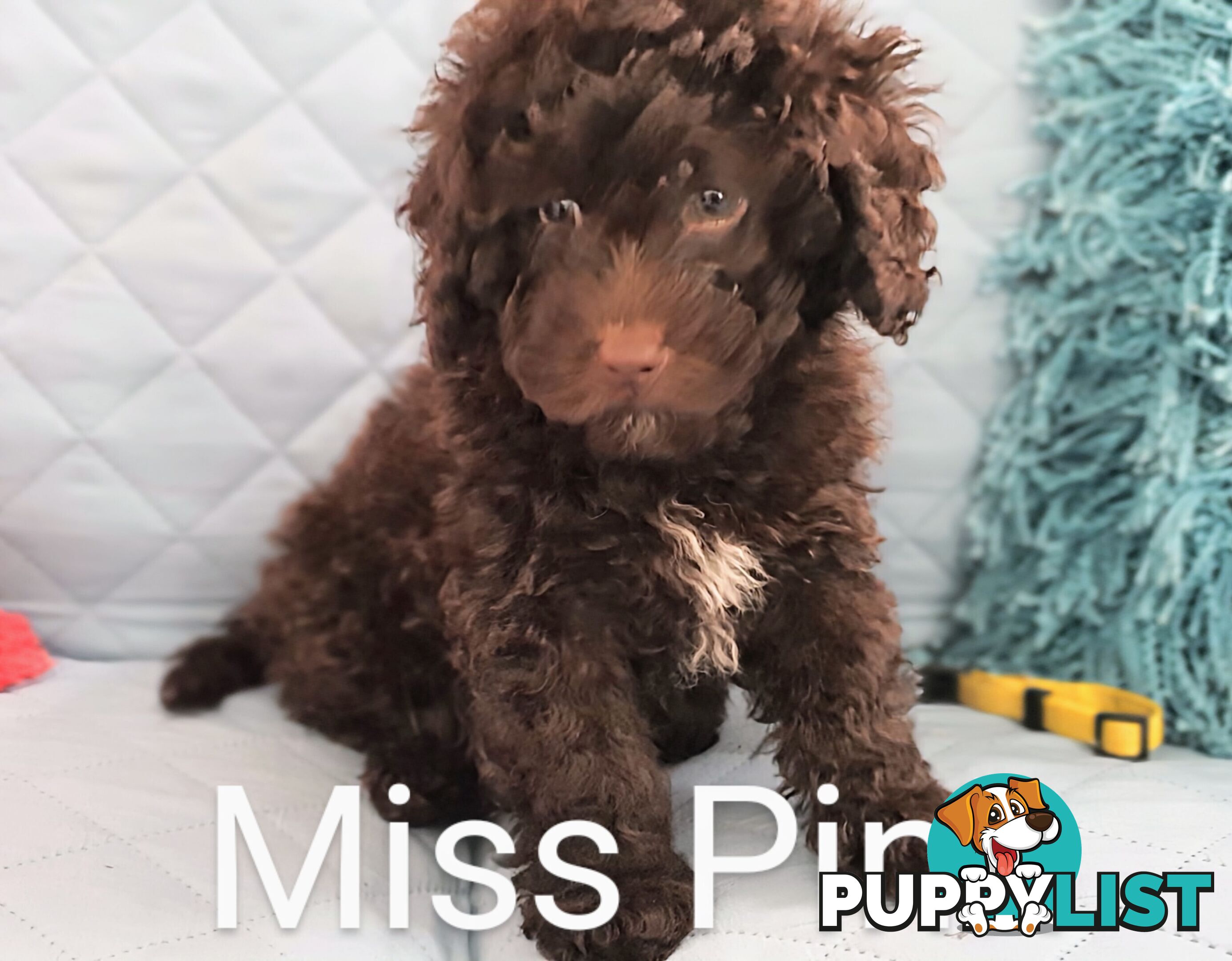 READY NOW, MINI POODLE PUPPIES, DNA CLEAR PARENTS