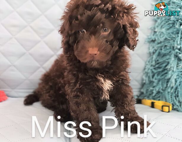 READY NOW, MINI POODLE PUPPIES, DNA CLEAR PARENTS