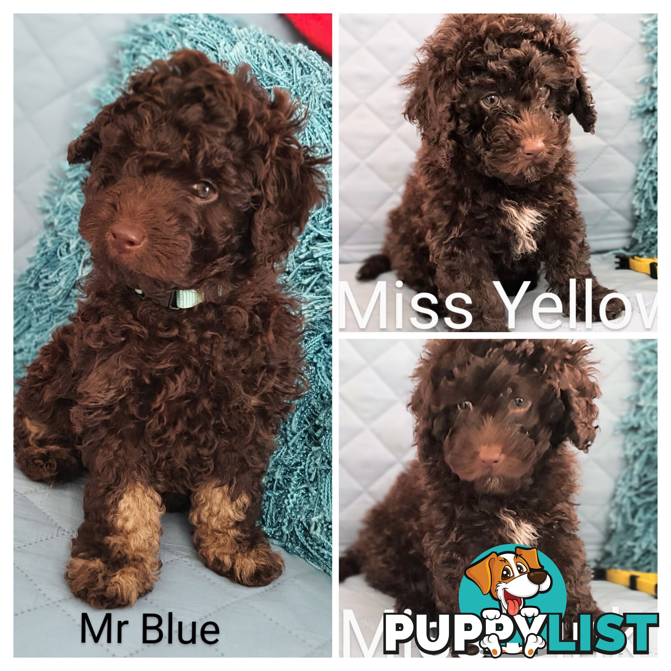 READY NOW, MINI POODLE PUPPIES, DNA CLEAR PARENTS