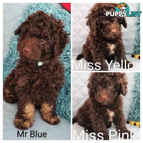 READY NOW, MINI POODLE PUPPIES, DNA CLEAR PARENTS