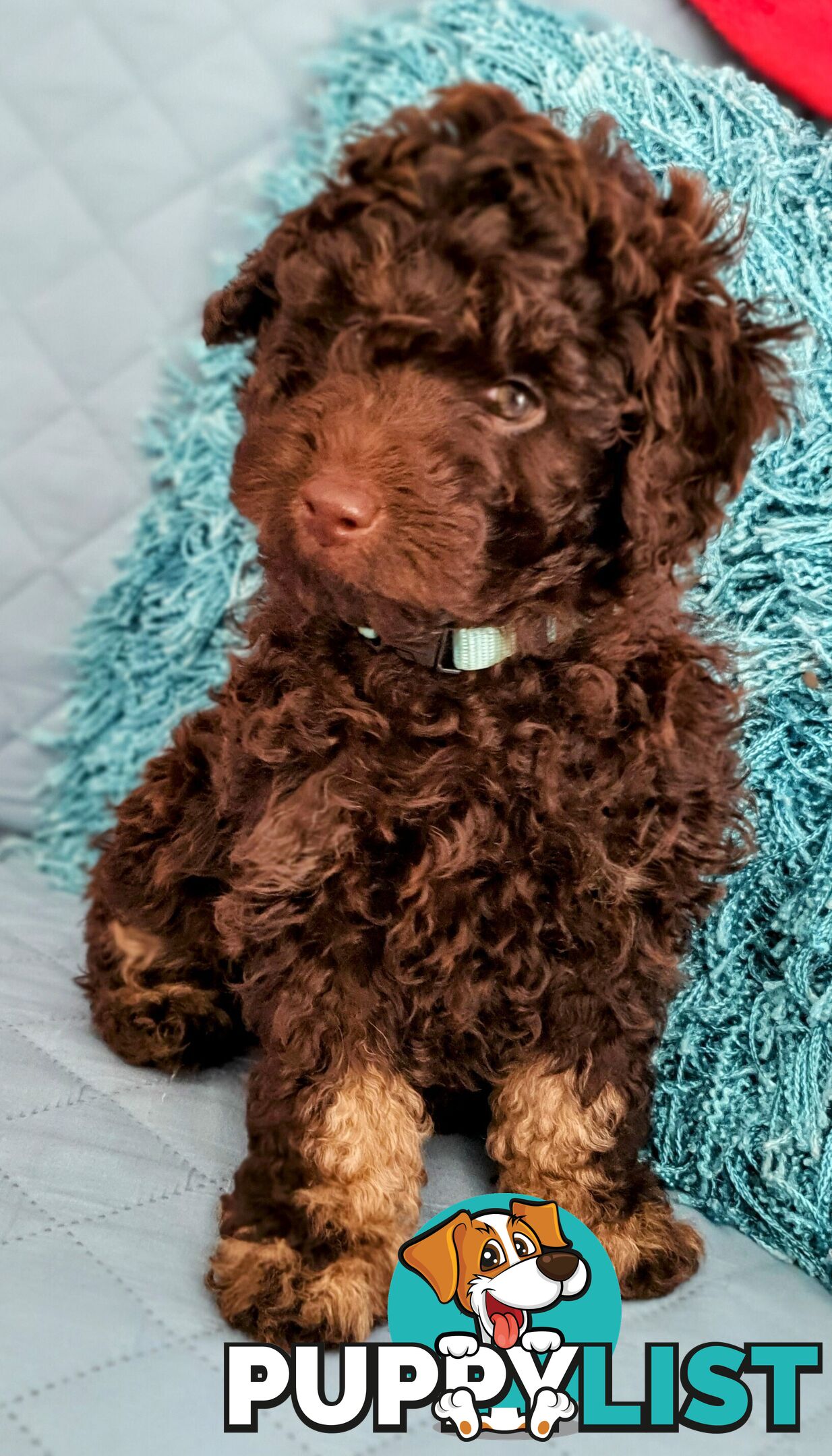 READY NOW, MINI POODLE PUPPIES, DNA CLEAR PARENTS