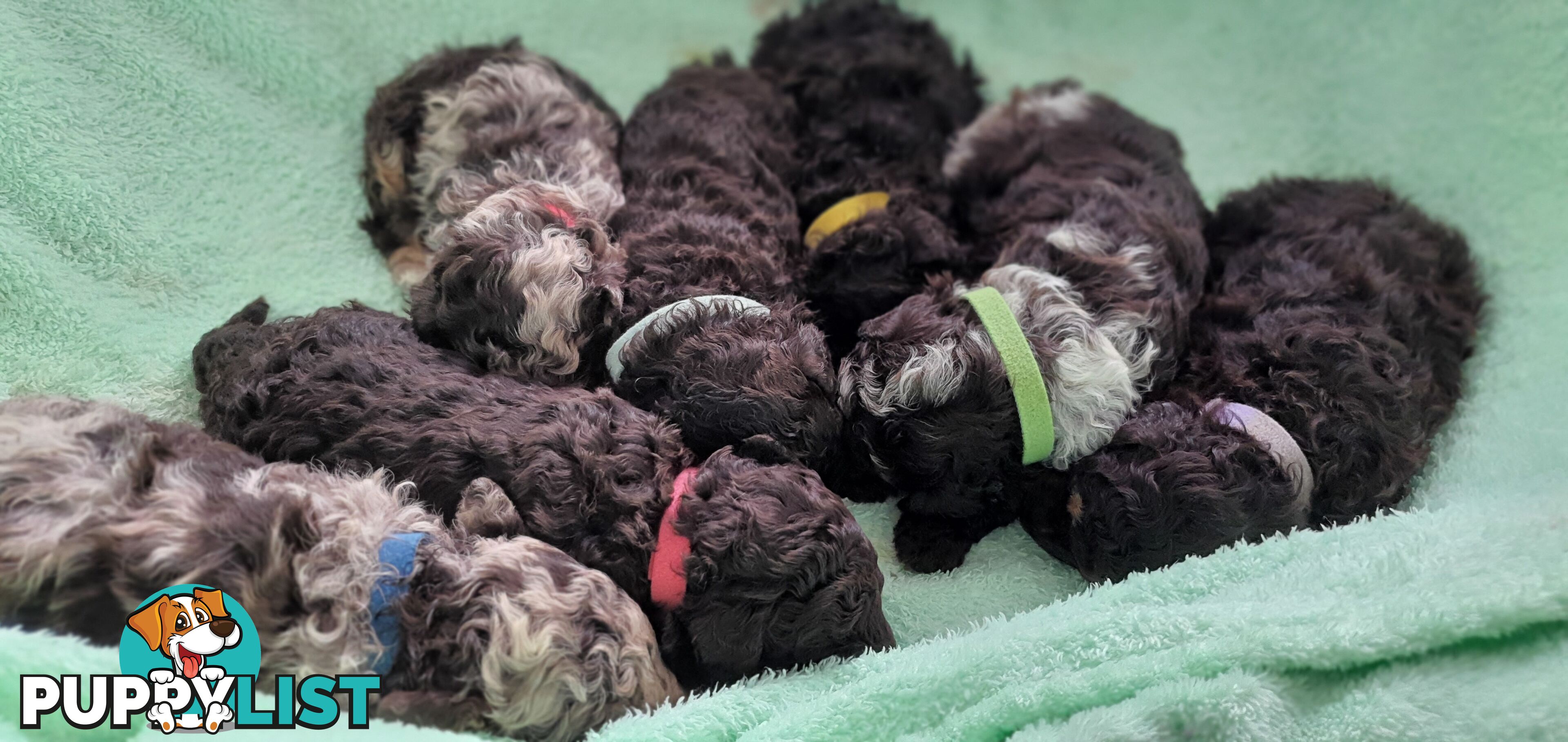 READY NOW, MINI POODLE PUPPIES, DNA CLEAR PARENTS