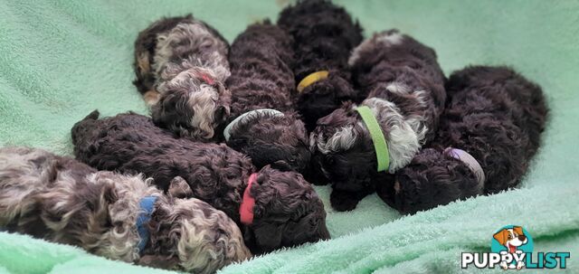 READY NOW, MINI POODLE PUPPIES, DNA CLEAR PARENTS