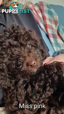 READY NOW, MINI POODLE PUPPIES, DNA CLEAR PARENTS