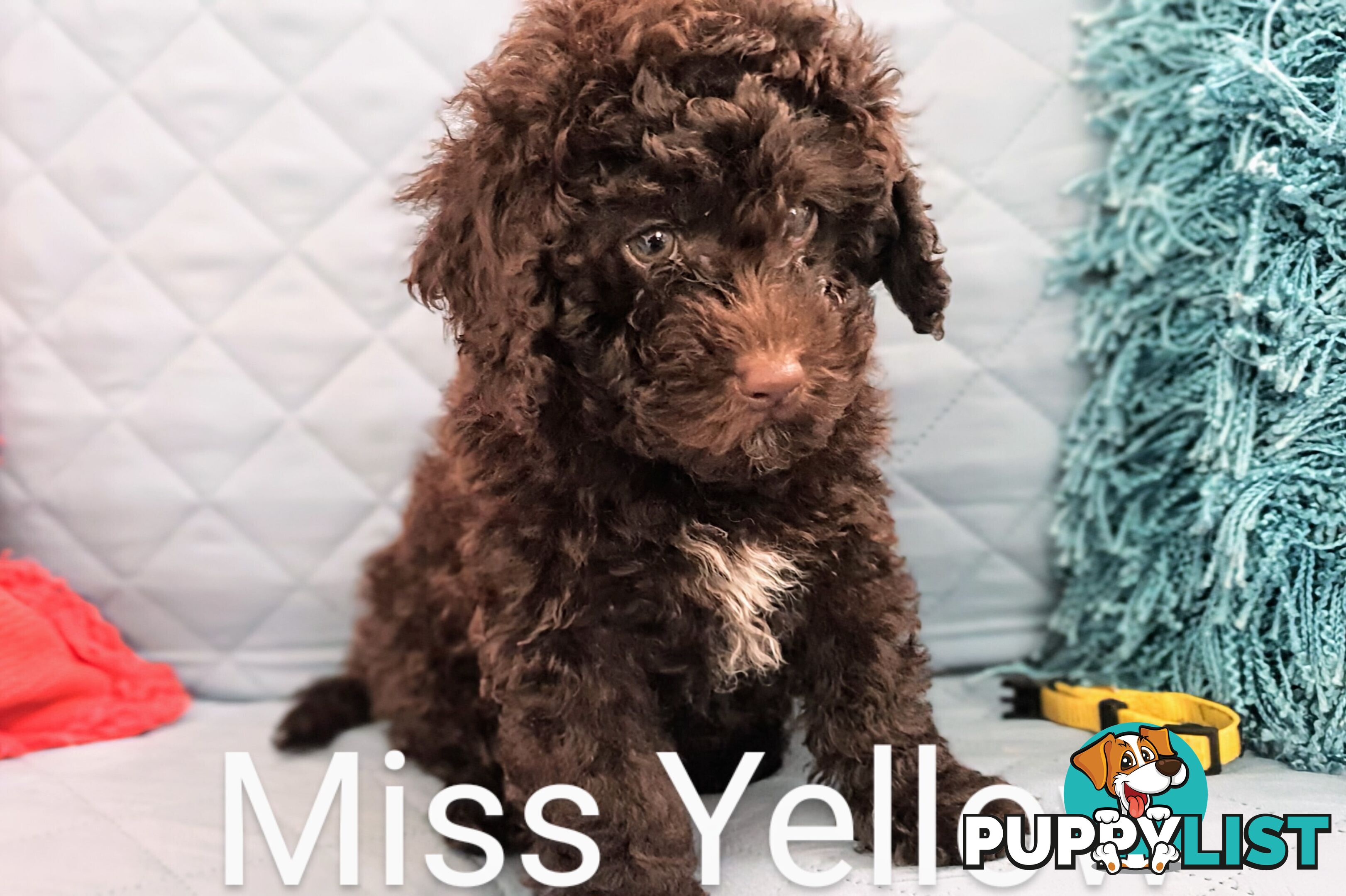 READY NOW, MINI POODLE PUPPIES, DNA CLEAR PARENTS